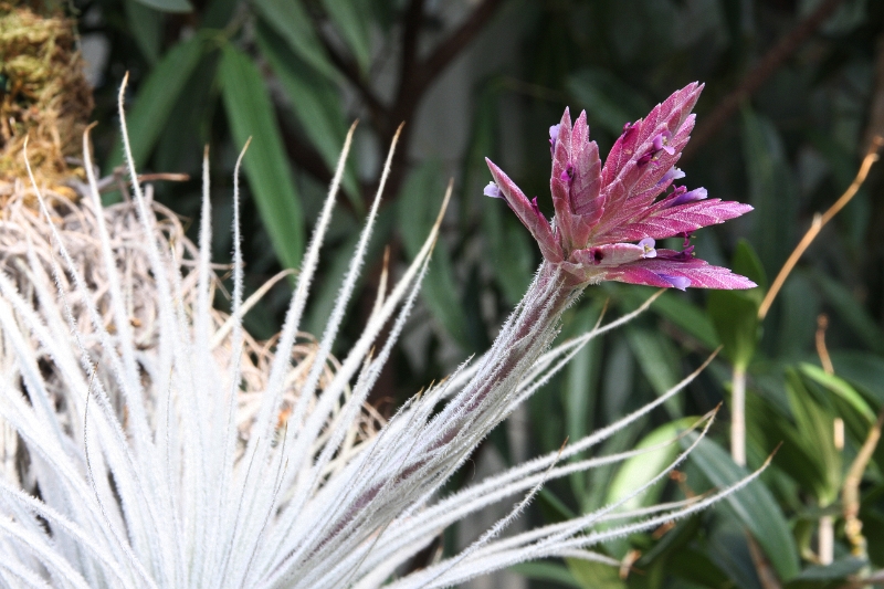 Linz (Bot. Garten)_9638.jpg